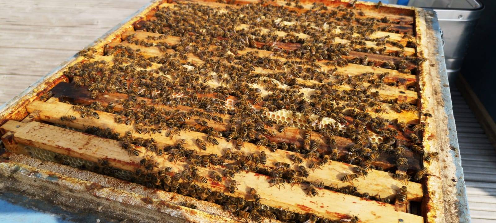 Bienen auf der Dachterrasse