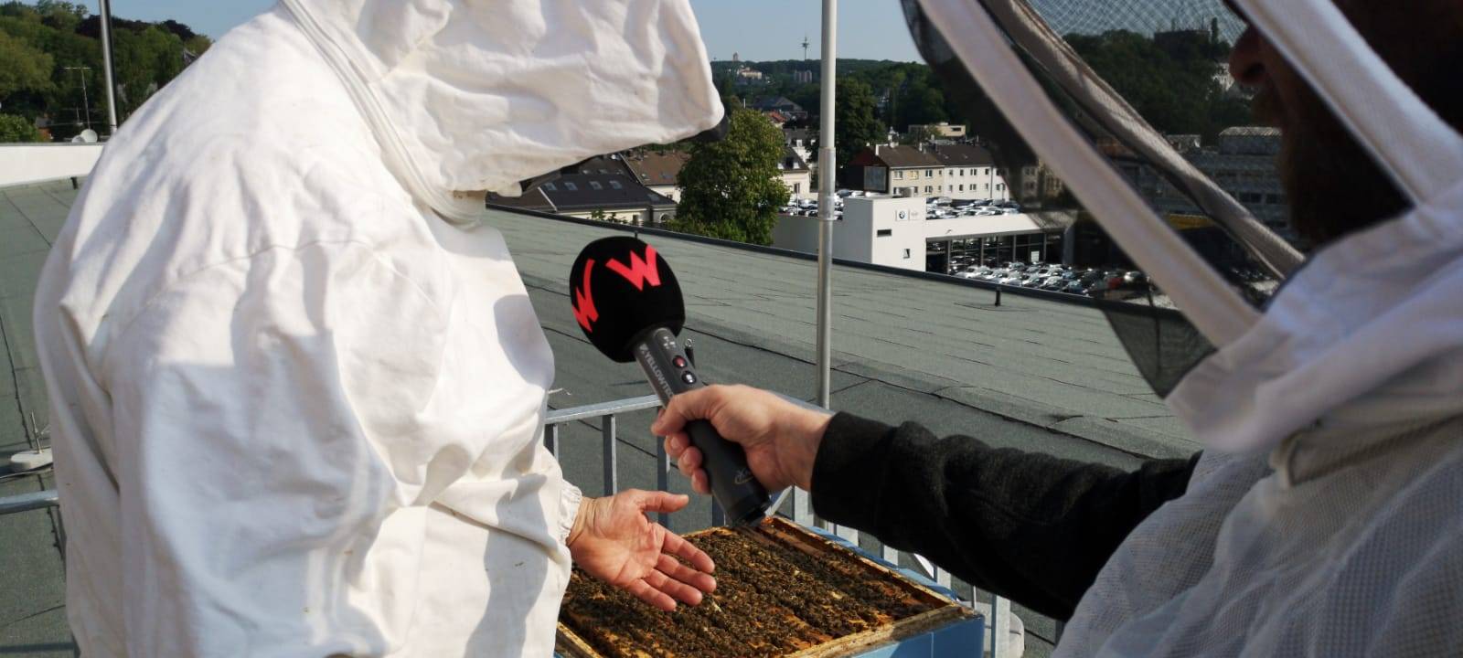 Bienen auf der Dachterrasse