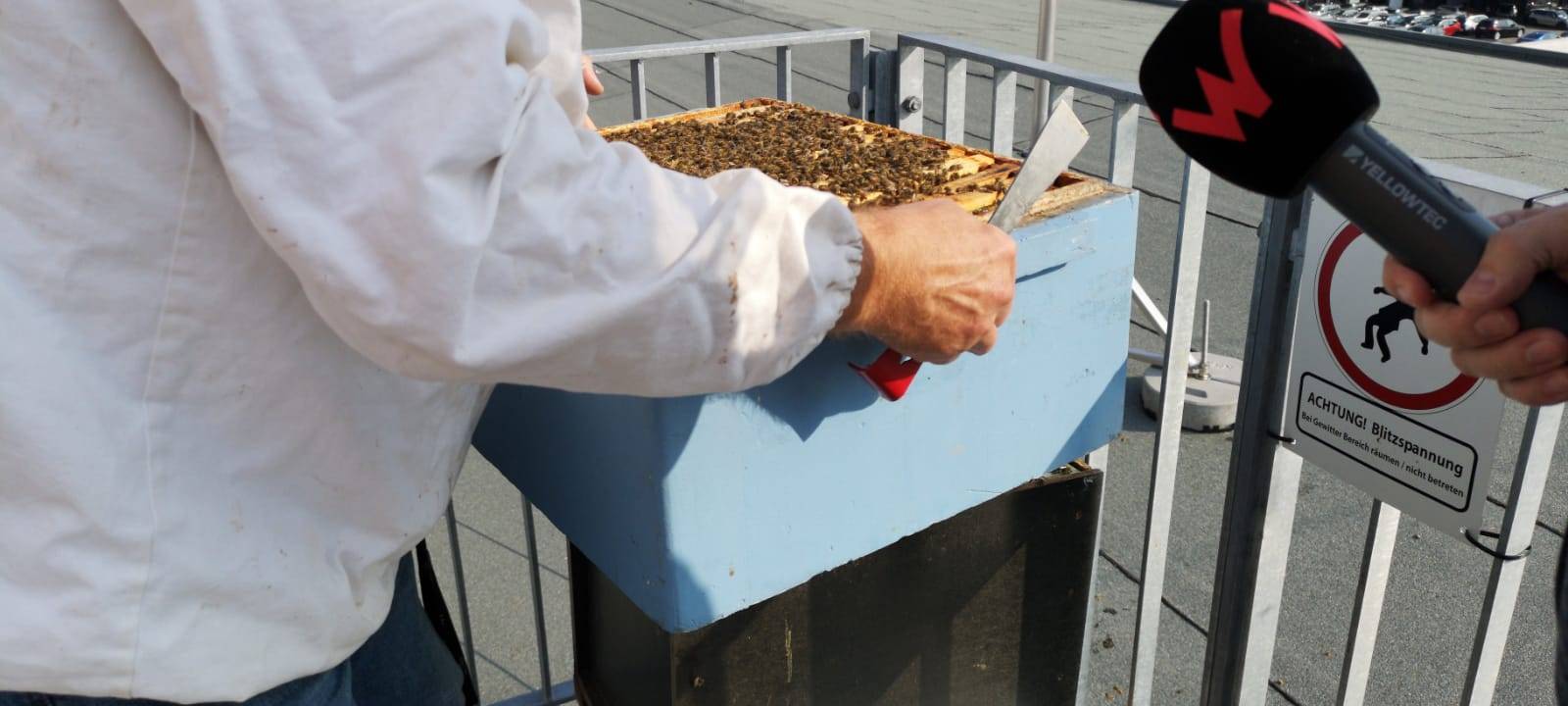Bienen auf der Dachterrasse