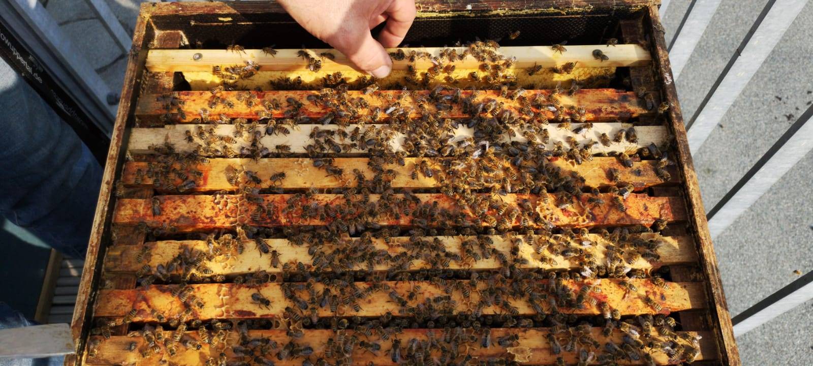 Bienen auf der Dachterrasse