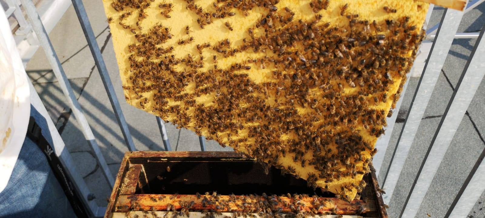 Bienen auf der Dachterrasse