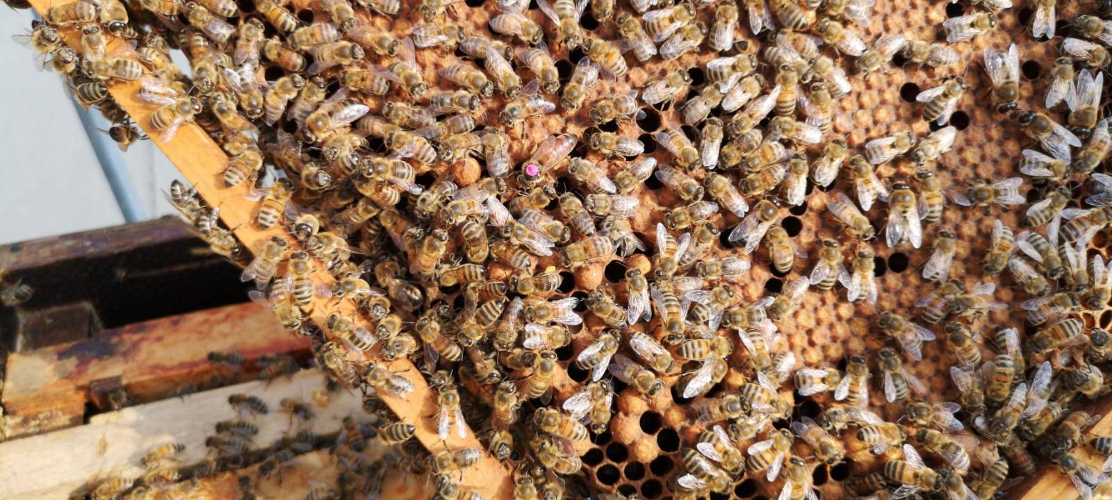 Bienen auf der Dachterrasse