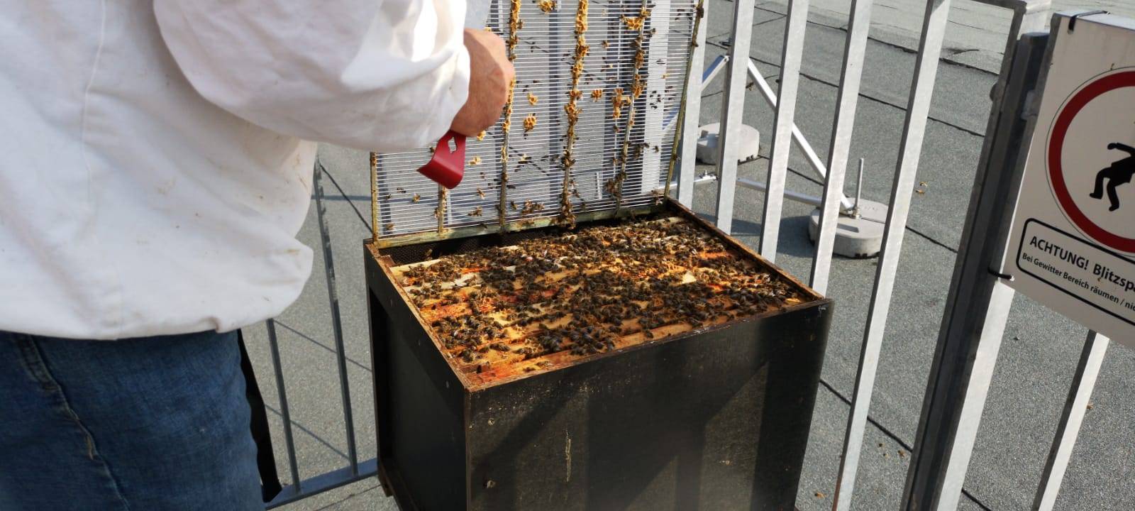 Bienen auf der Dachterrasse