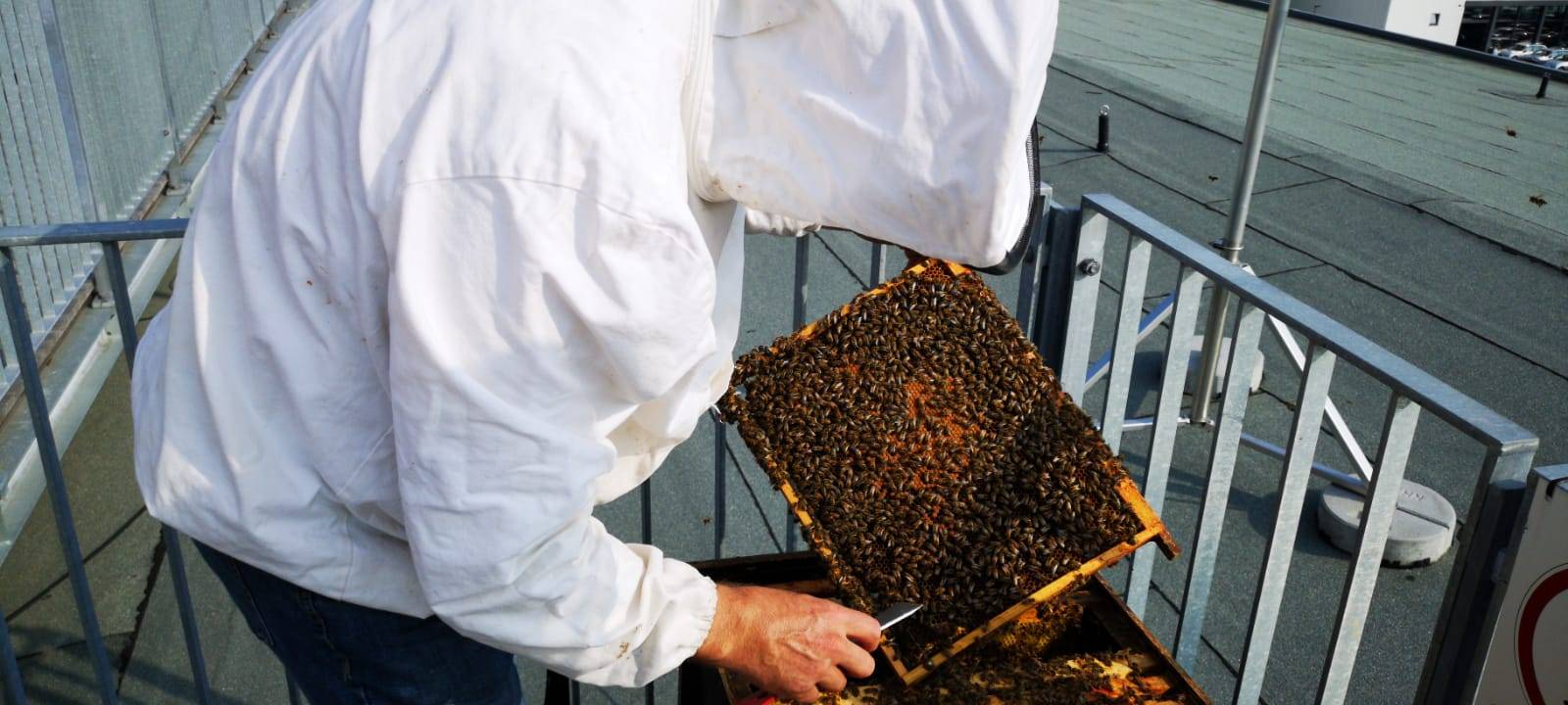 Bienen auf der Dachterrasse