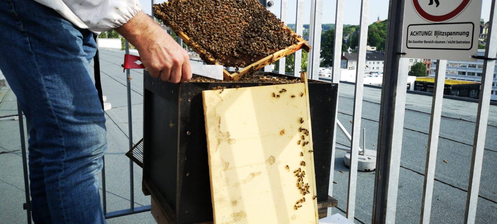Bienen auf der Dachterrasse