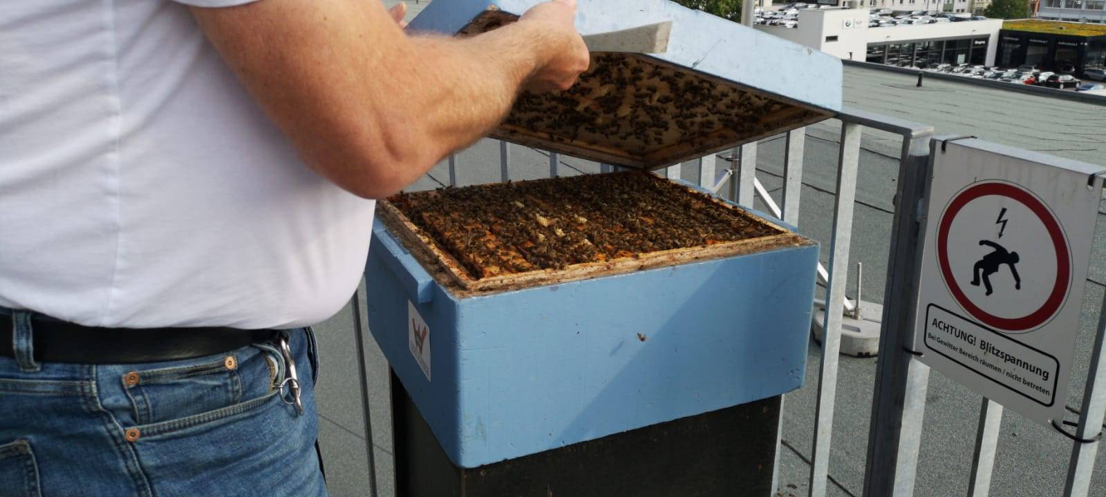 Bienen auf der Dachterrasse