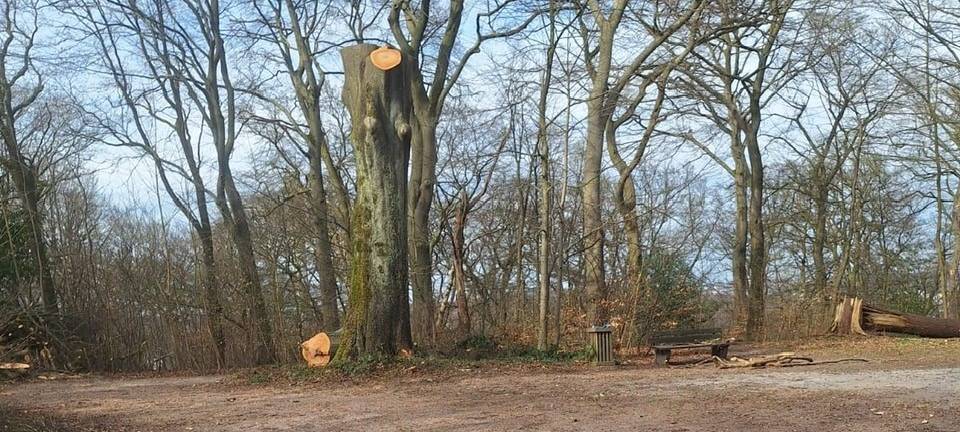 Königshöhe: Gefällter Baum war krank