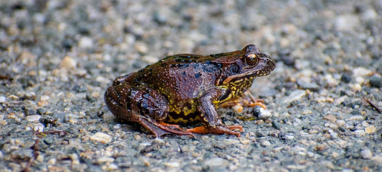 Amphibienwanderung: Vorsicht auf der Trasse