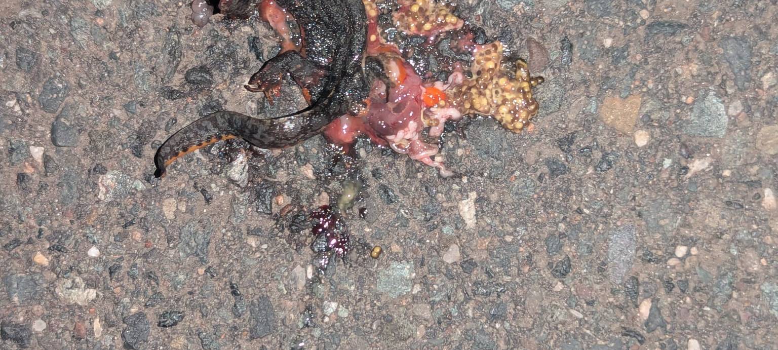 Vorsicht Amphibienwanderung!