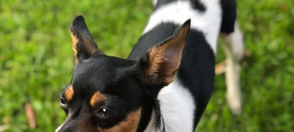 Hund in Katernberg entlaufen