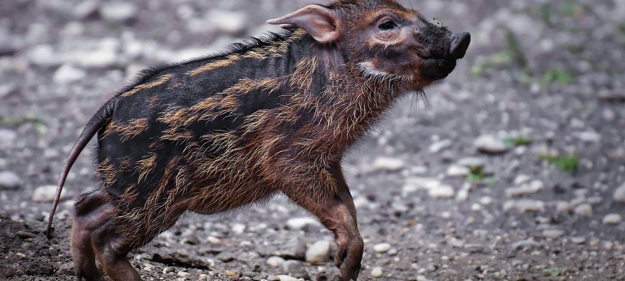 Wo ihr Tierbabys beobachten könnt