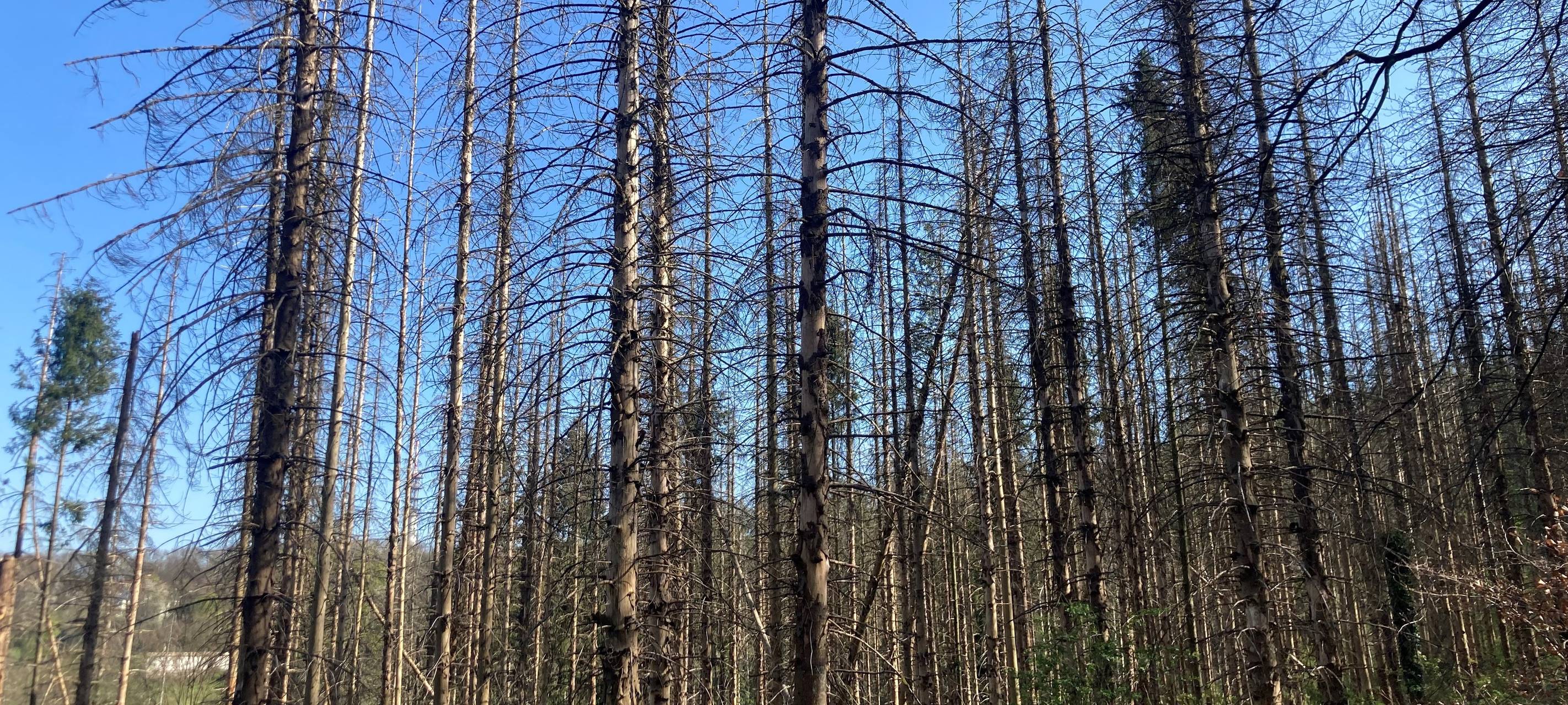 Bäume fällen, um den Wald zu stärken
