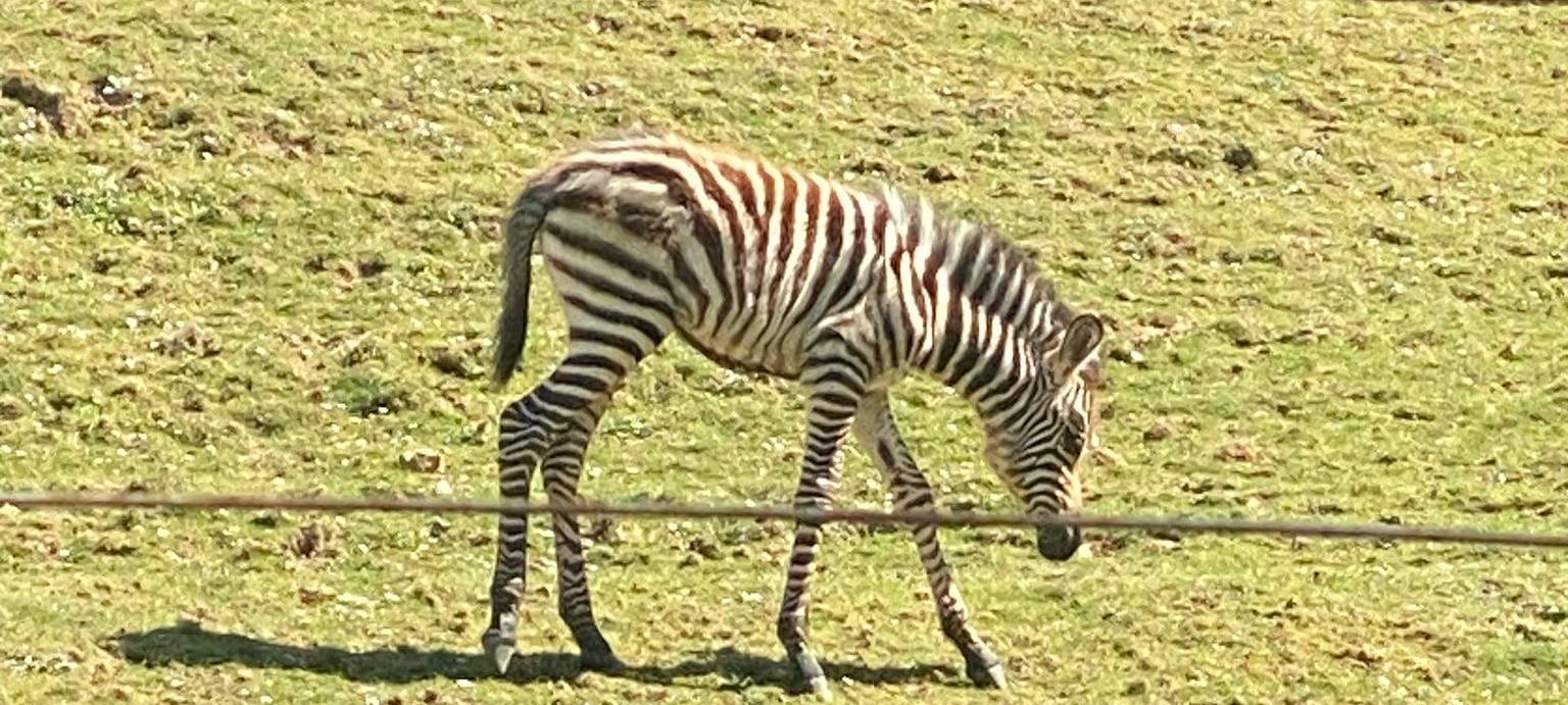 Wo ihr Tierbabys beobachten könnt
