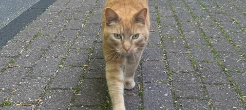 Katze gefunden