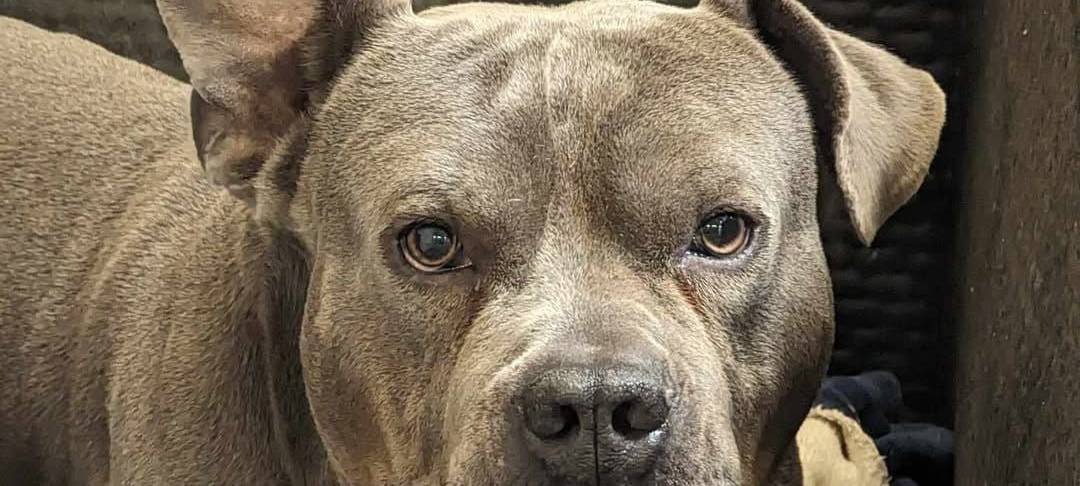 Gestohlener Hund wieder da