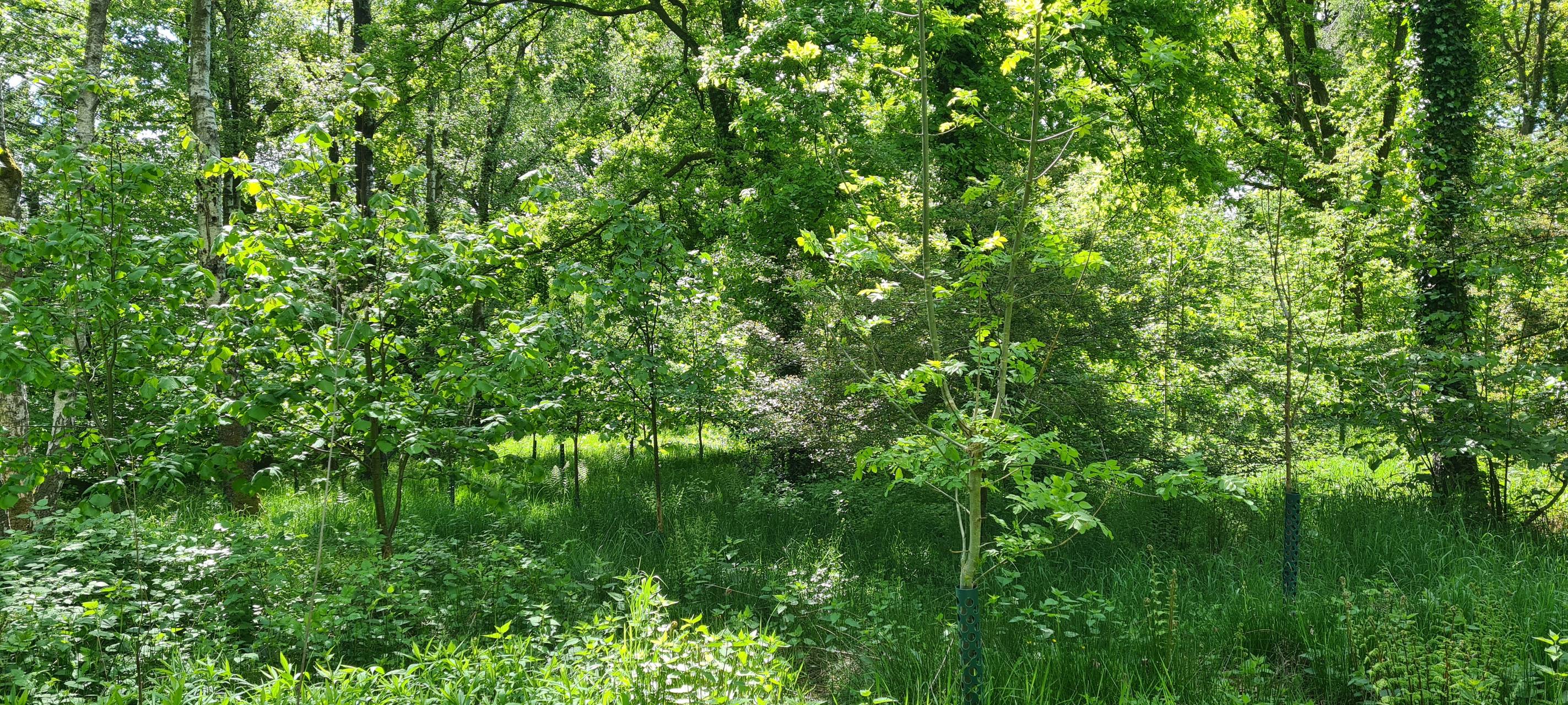 Taschenpark in Elberfeld