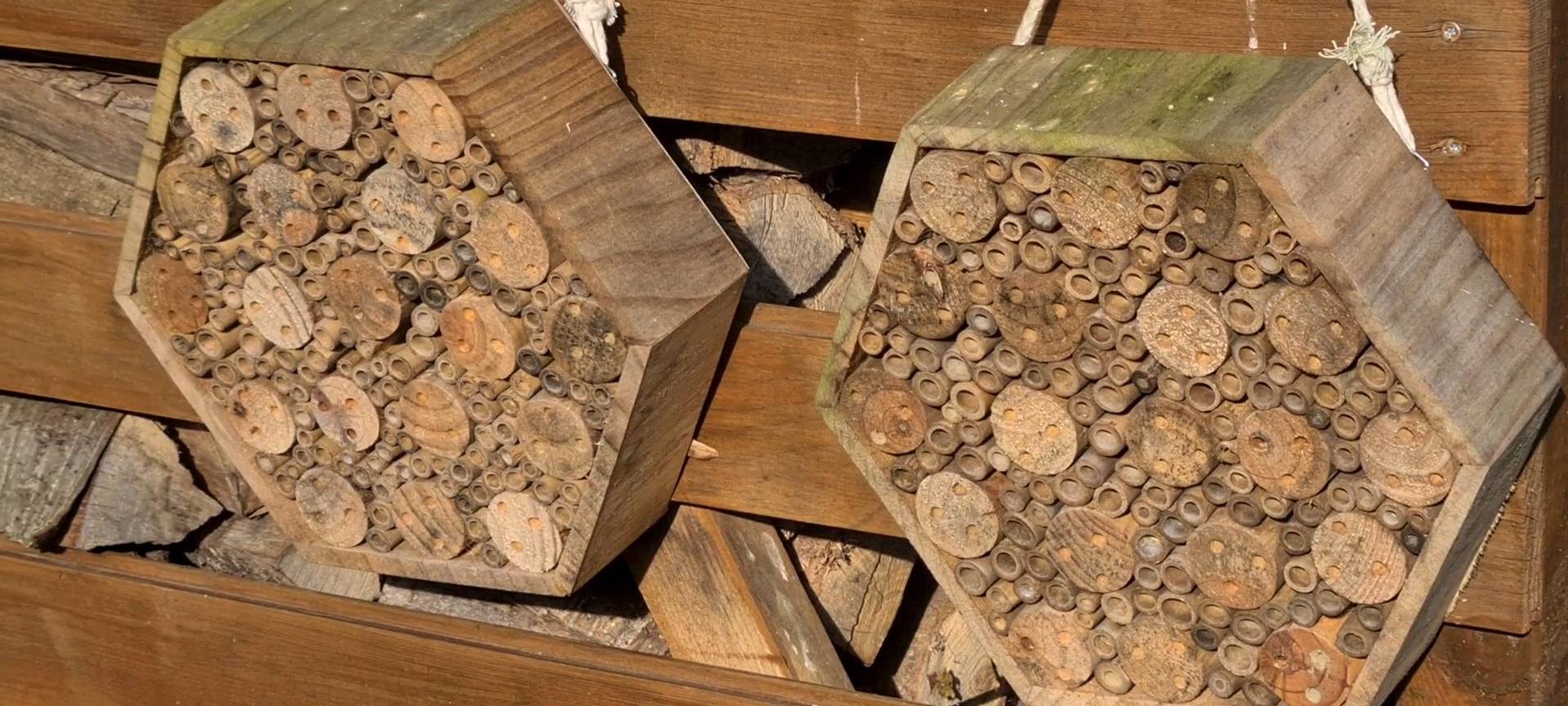 Bienenhotels zum Weltbienentag