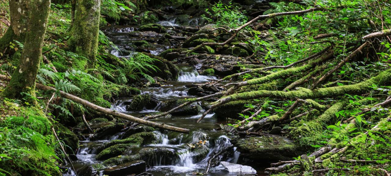 Wasser fließt im Nationalpark Eifel durch das Wüstebachtal.