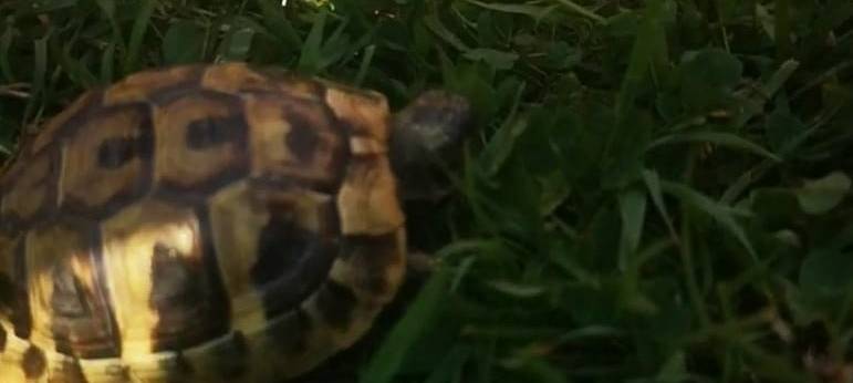 Schildkröte gefunden