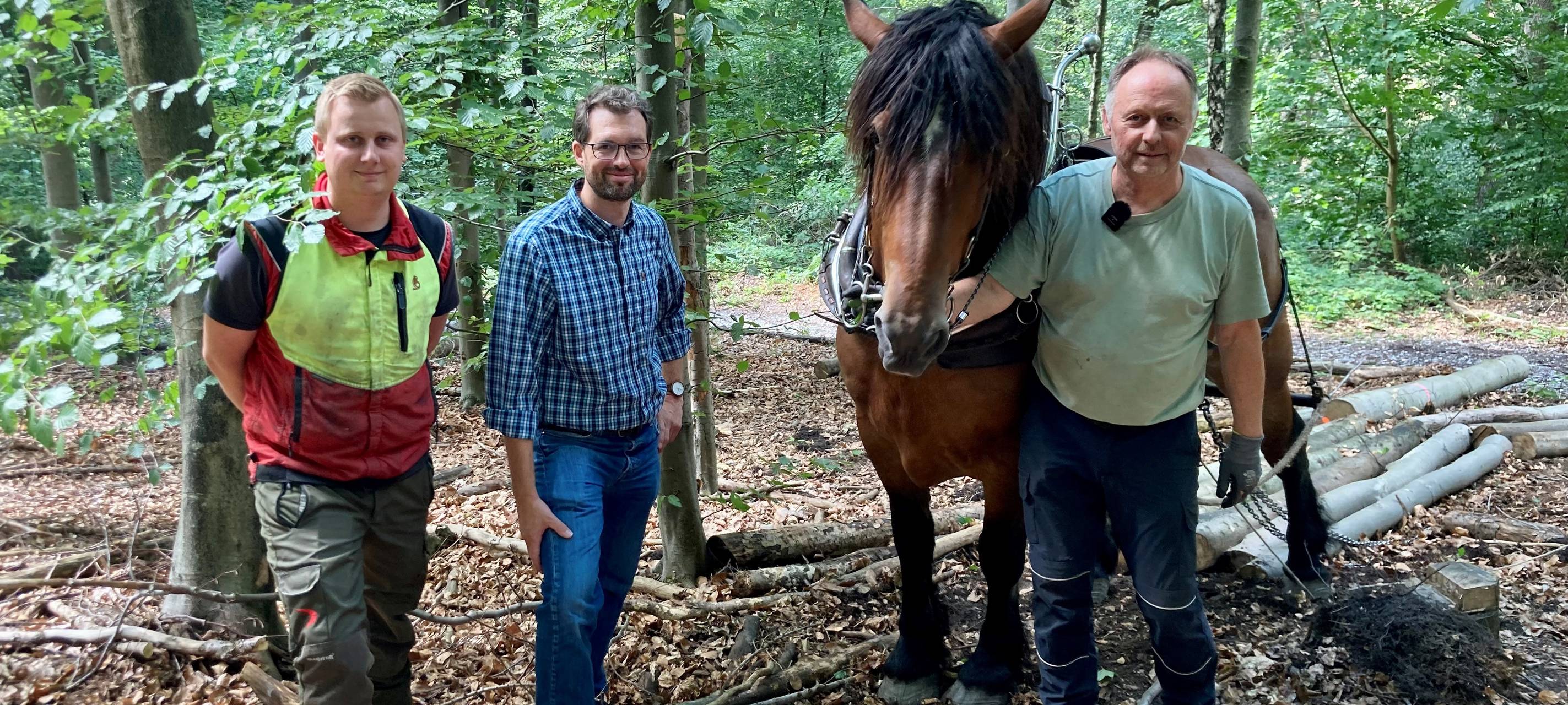 Rückepferde arbeiten in unseren Wäldern