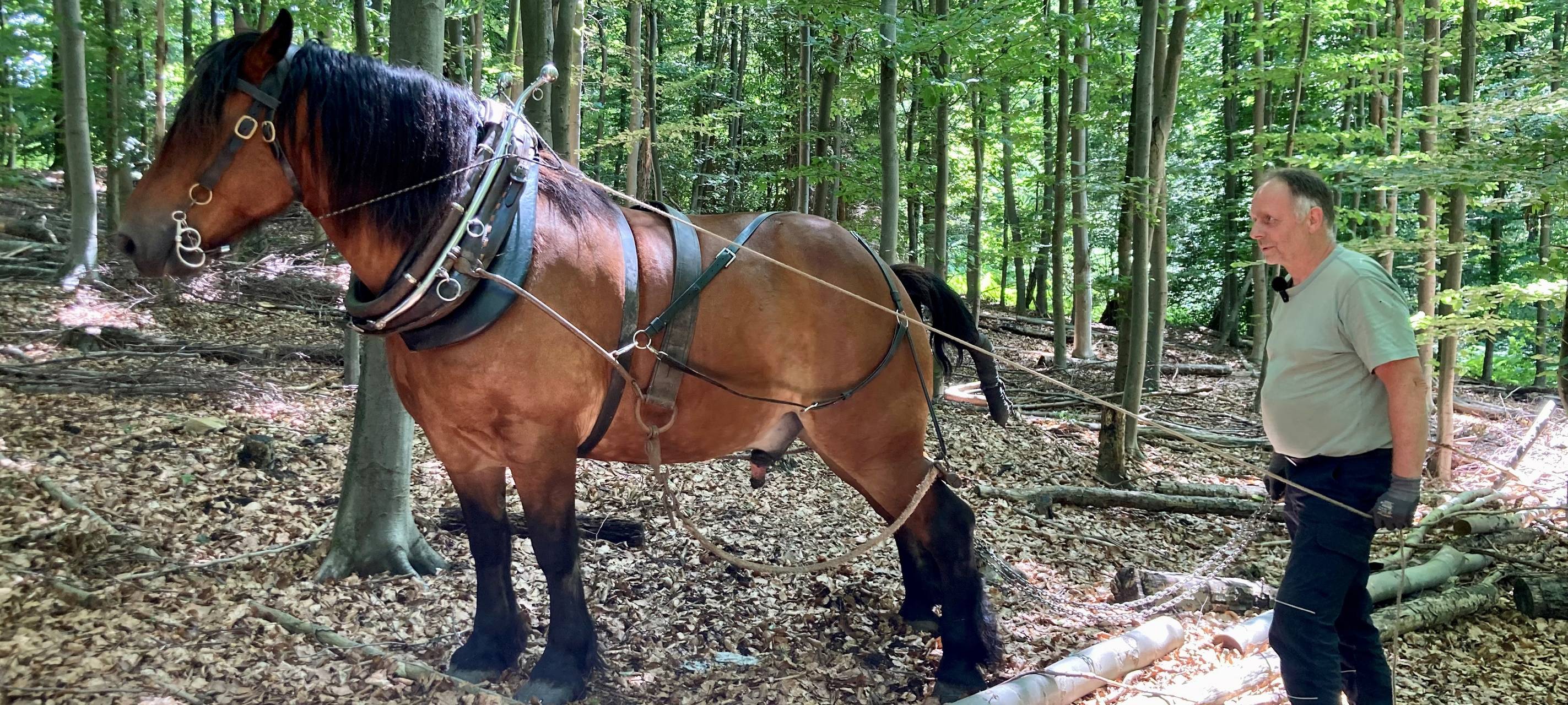 Rückepferde im Cronenberger Wald