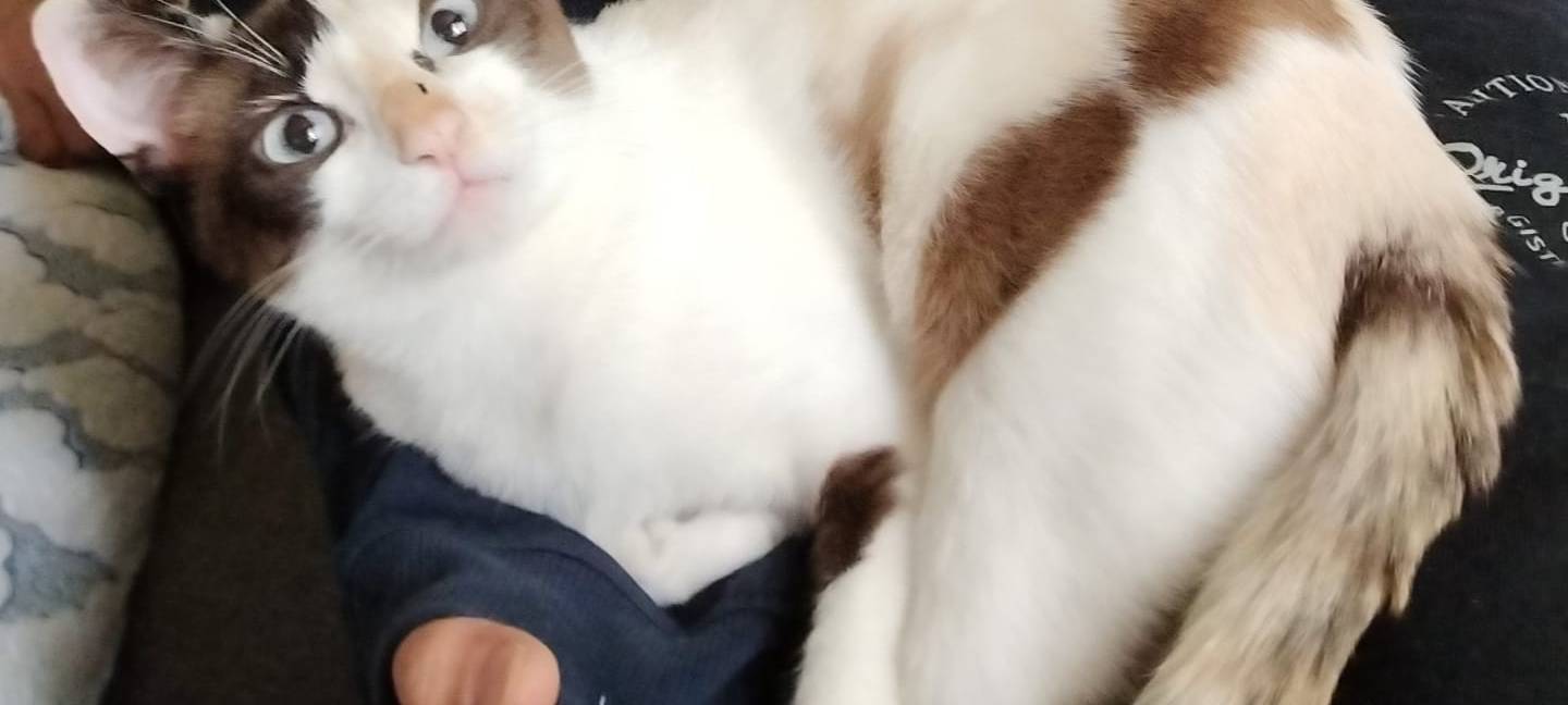 Katze entlaufen! Wer hat sie gesehen?
