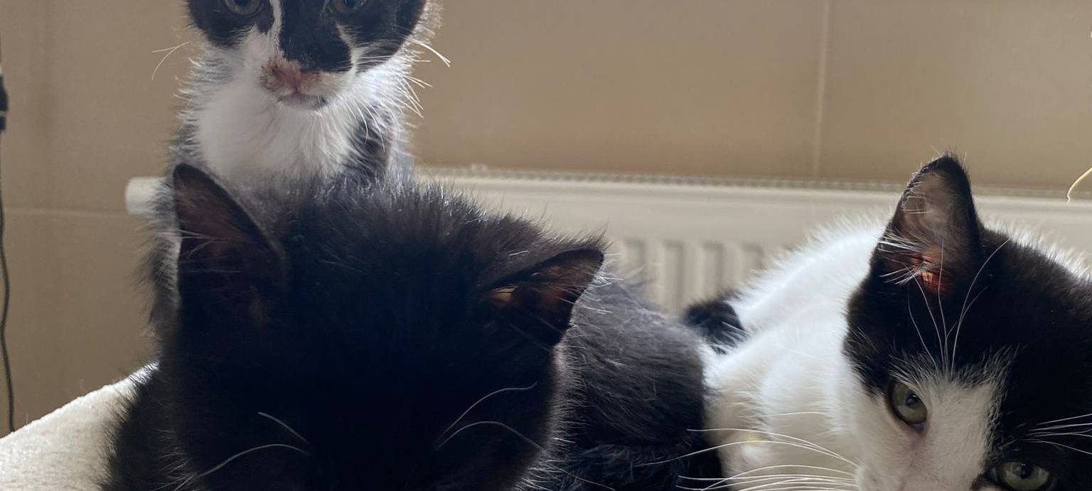 Immer mehr wilde Katzen in Wuppertal