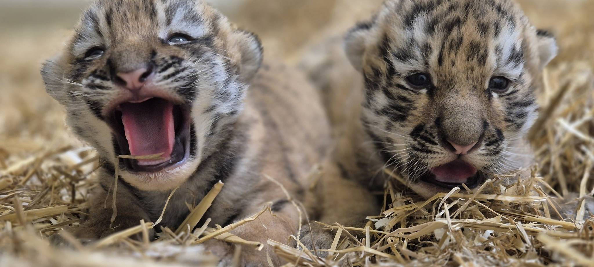 Die beiden Tigerbabies in ihrer Wurfhöhle