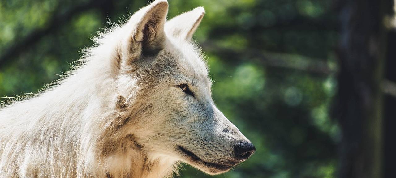 Wolfschutz: Bauernschaft fordert mehr Unterstützung