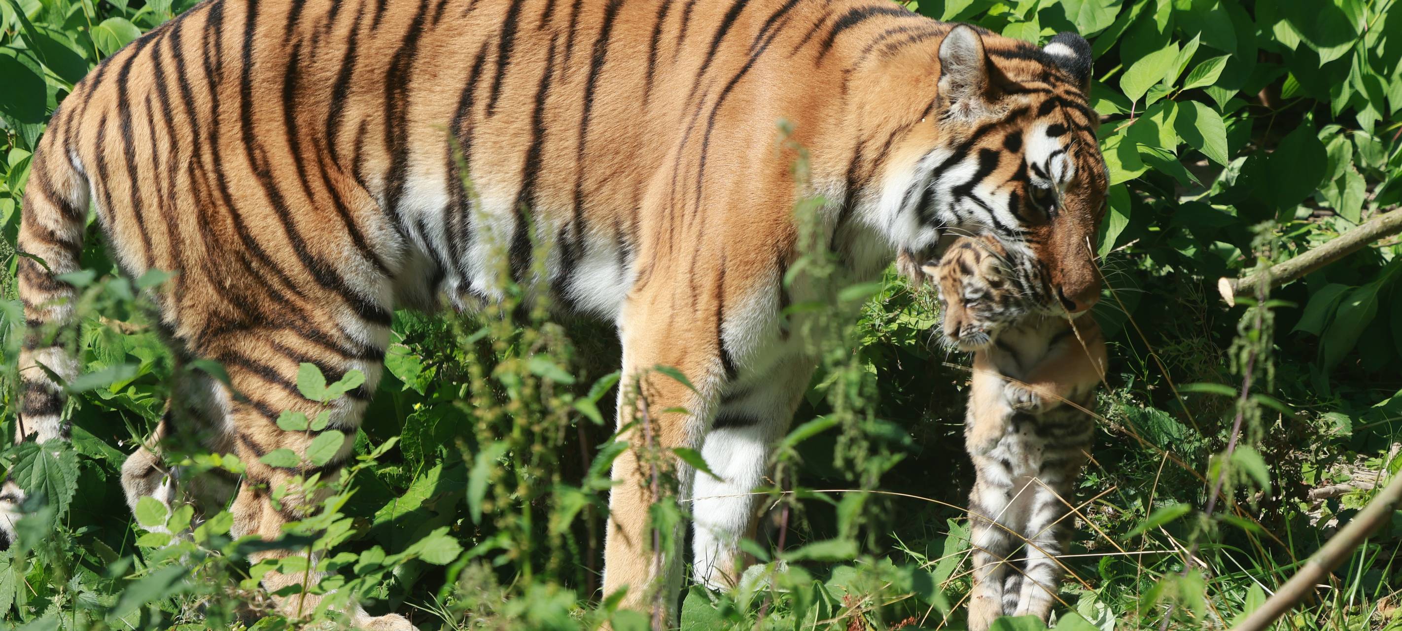Tigerbabys im Wuppertaler Zoo