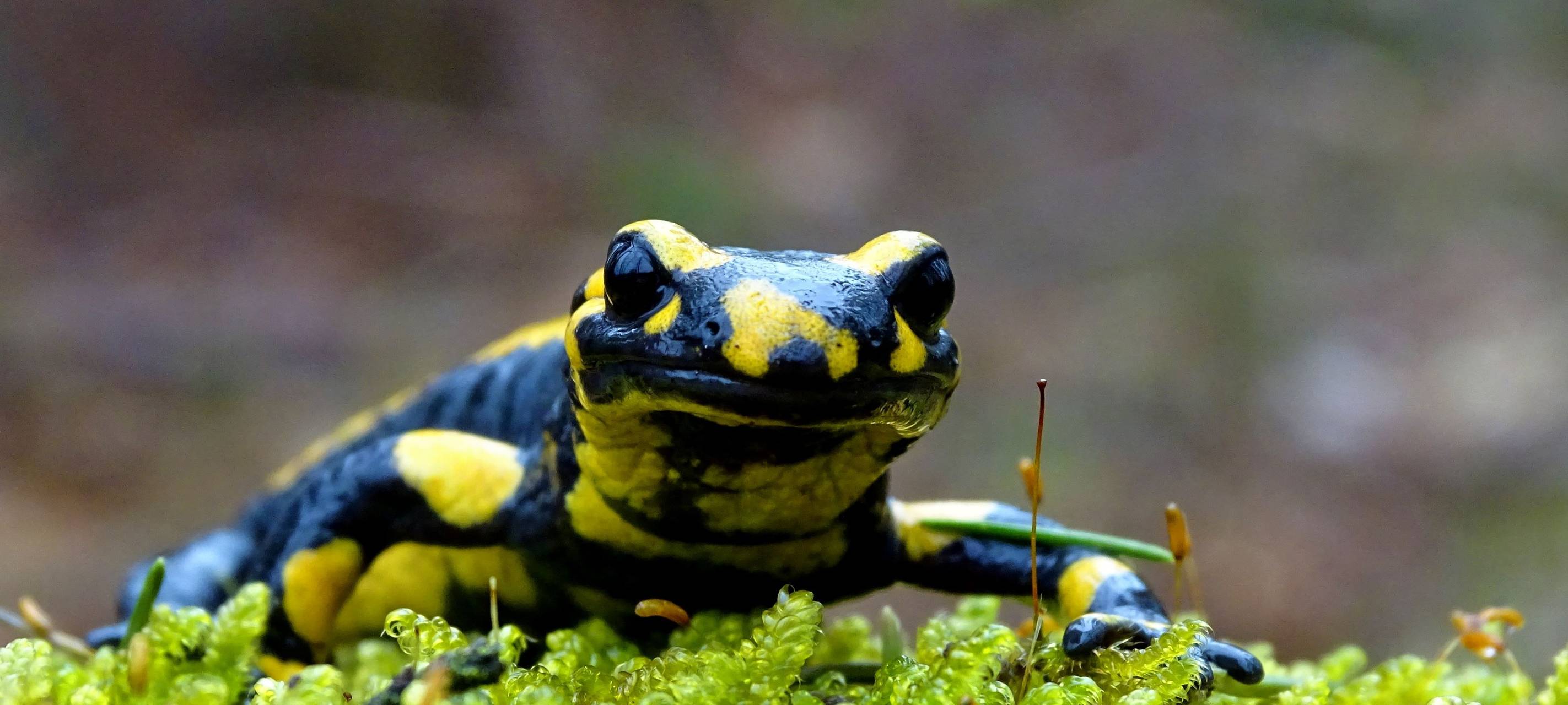 Kooperation zum Schutz der Feuersalamander