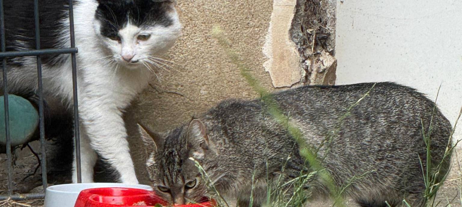 Straßenkatzen retten mit Lara Sondern