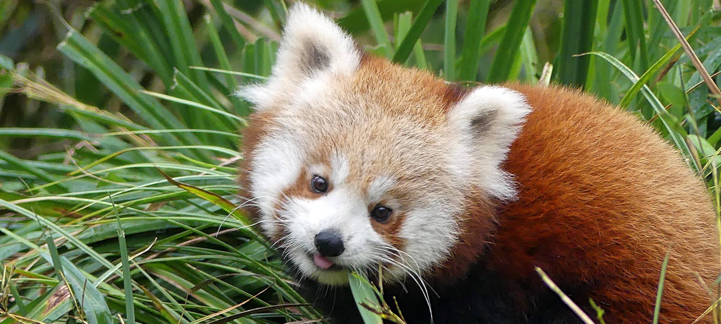 Roter-Panda-Tag im Zoo