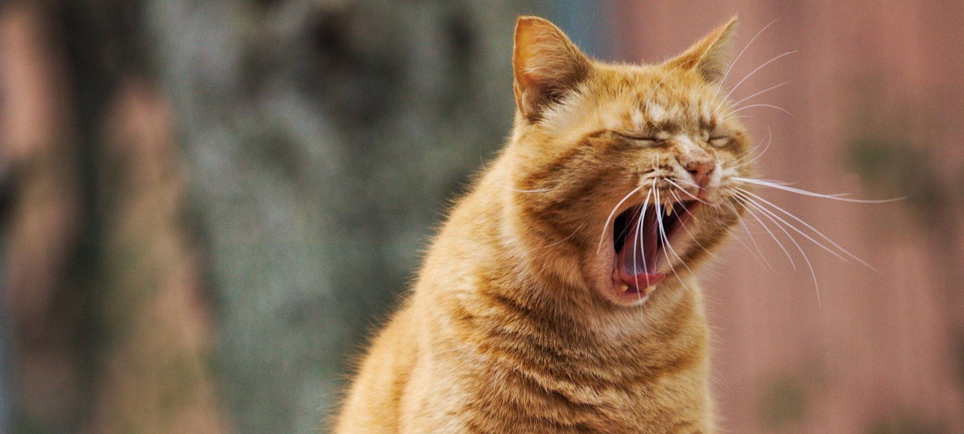 Wie viel Morgenmuffel steckt in uns?