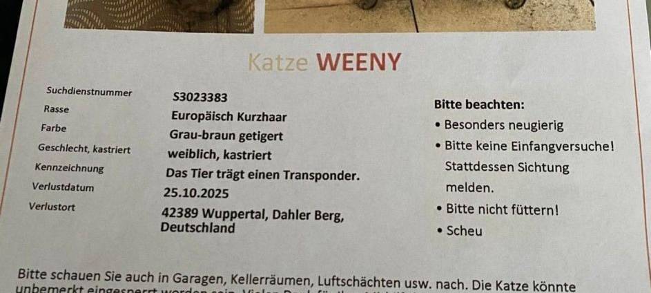 Katze vermisst