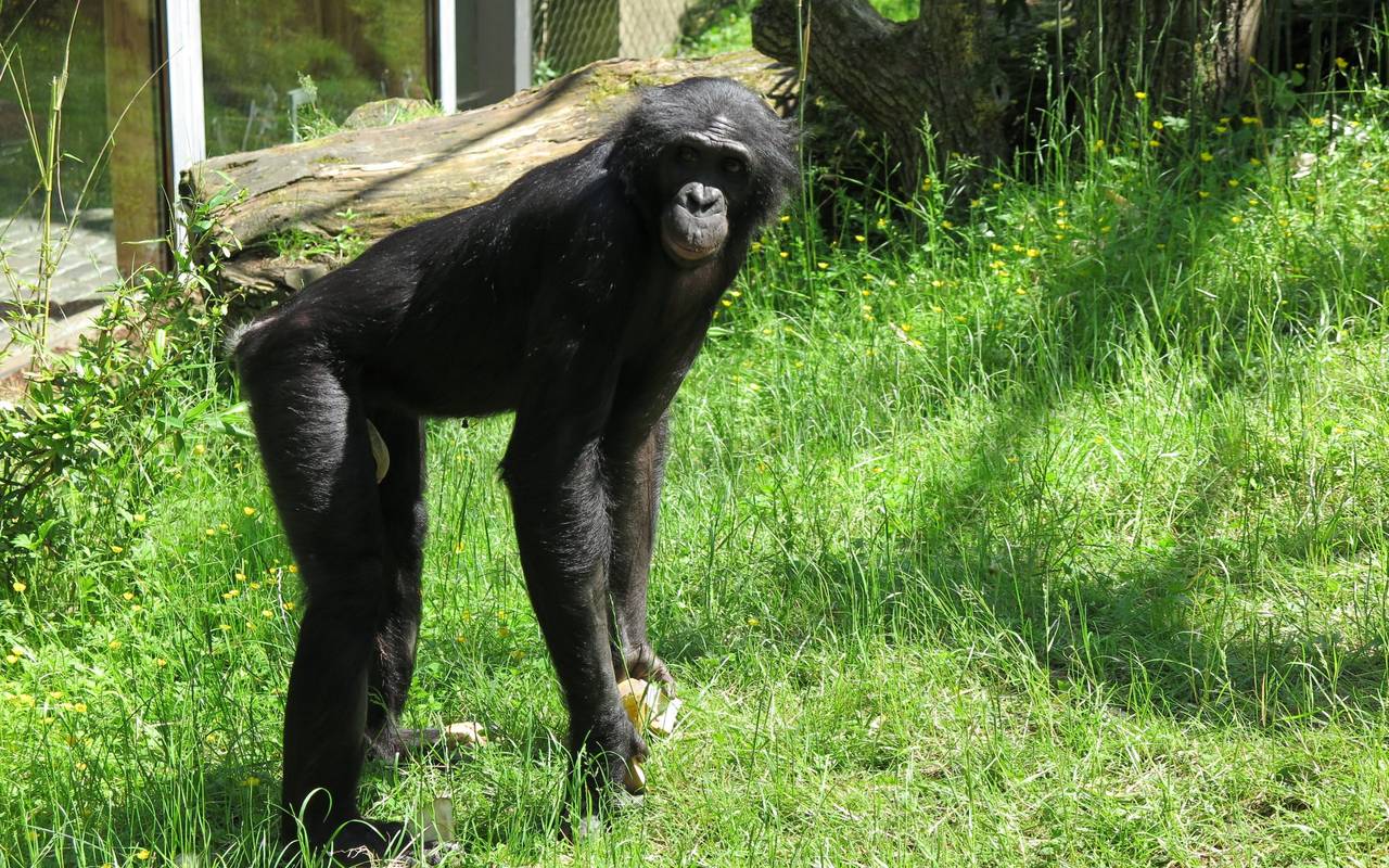 Bonobo Bili Zoo Wuppertal Affe
