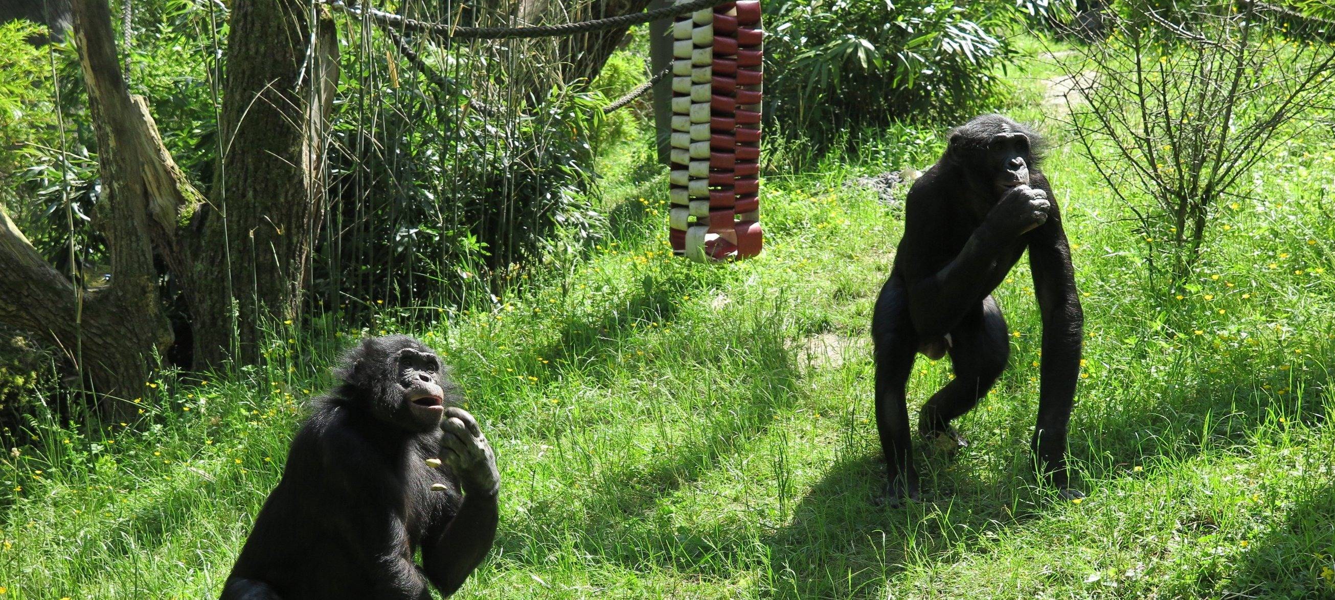 Bonobos Wuppertaler Zoo Affe