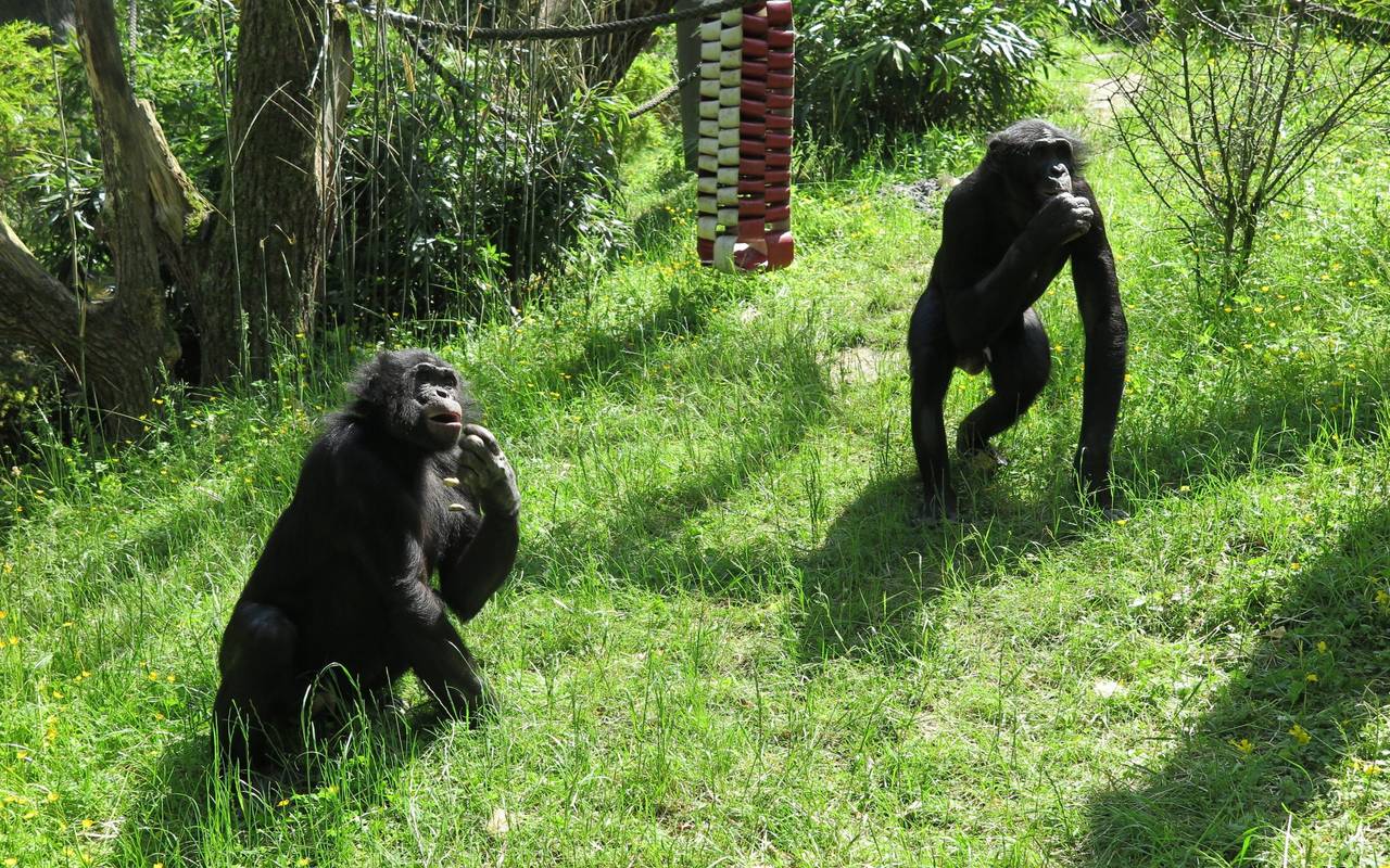 Bonobos Wuppertaler Zoo Affe