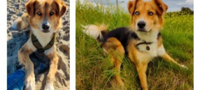 Hund Legolas wird vermisst