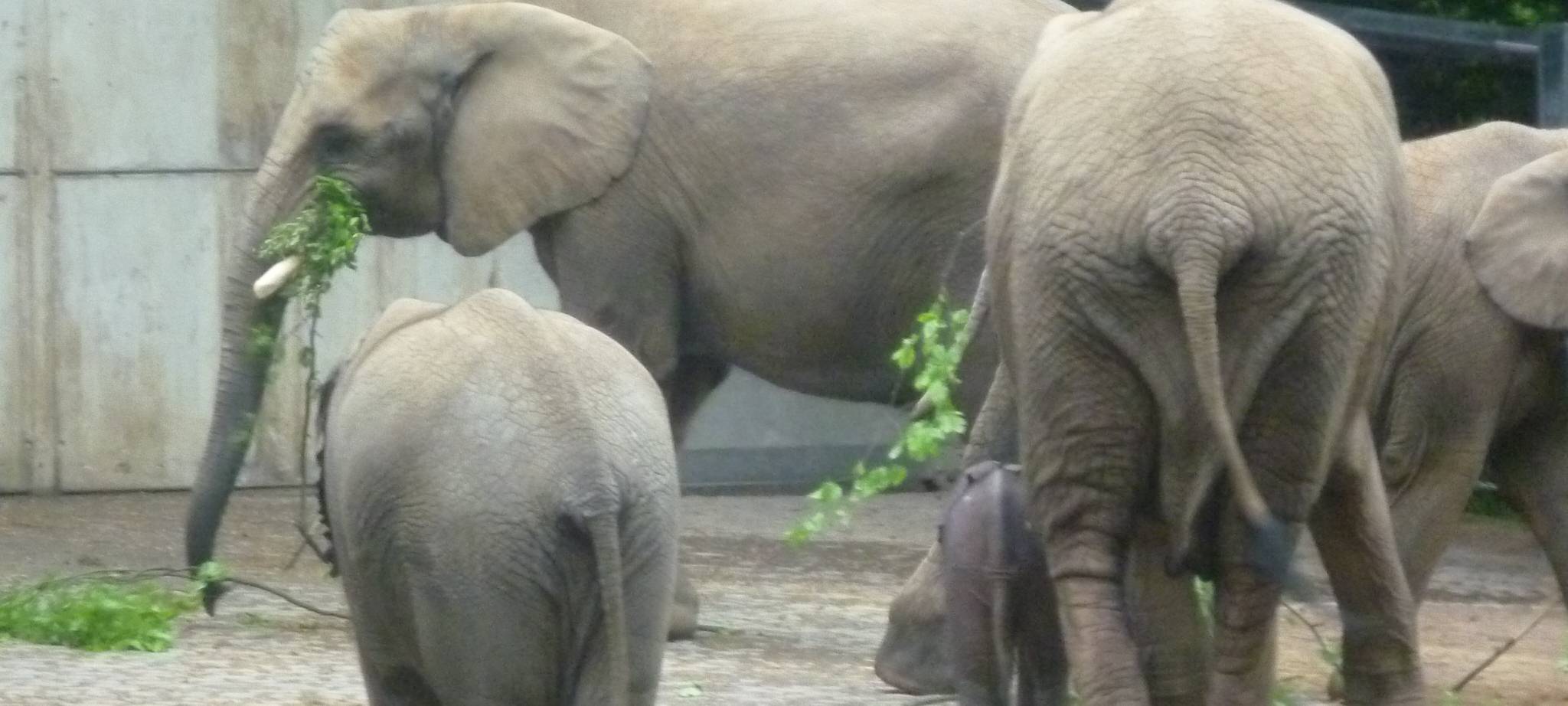 Elefanten verspeisen Tannenbäume