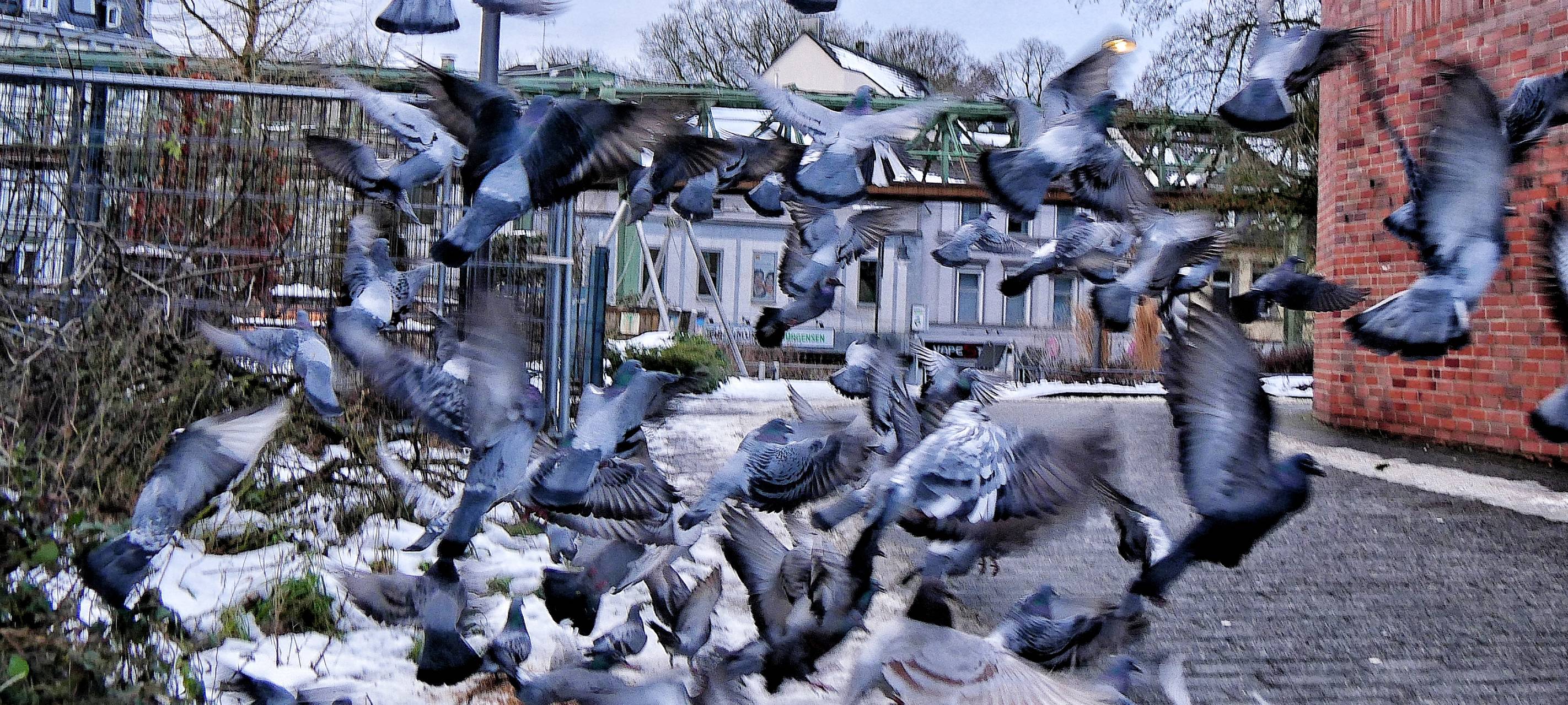 Bahn will keine Tauben am Bahnhof Vohwinkel