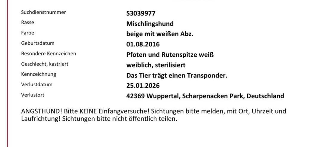 Hund Pippa wird vermisst