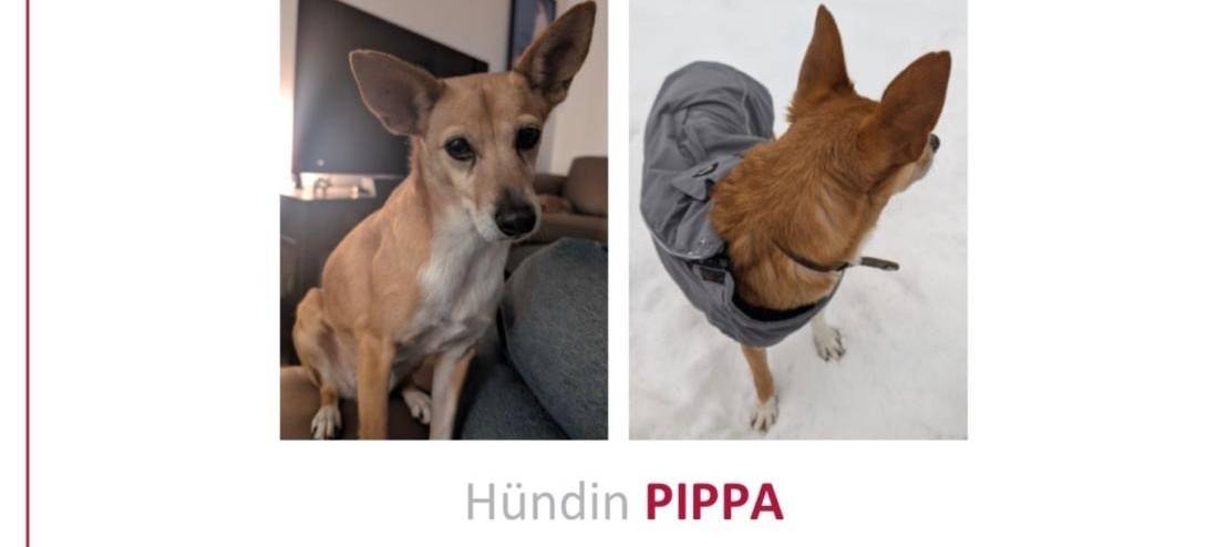 Hund Pippa wird vermisst