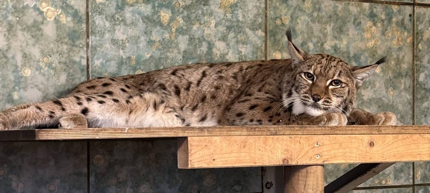 Luchsdame Missy ist neu im Grünen Zoo Wuppertal