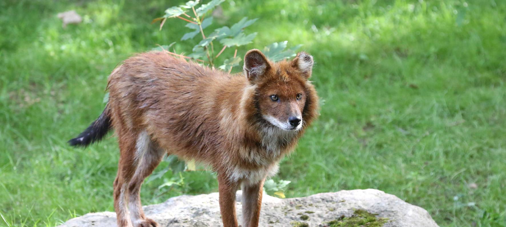 Zoo schränkt sich wegen Corona ein