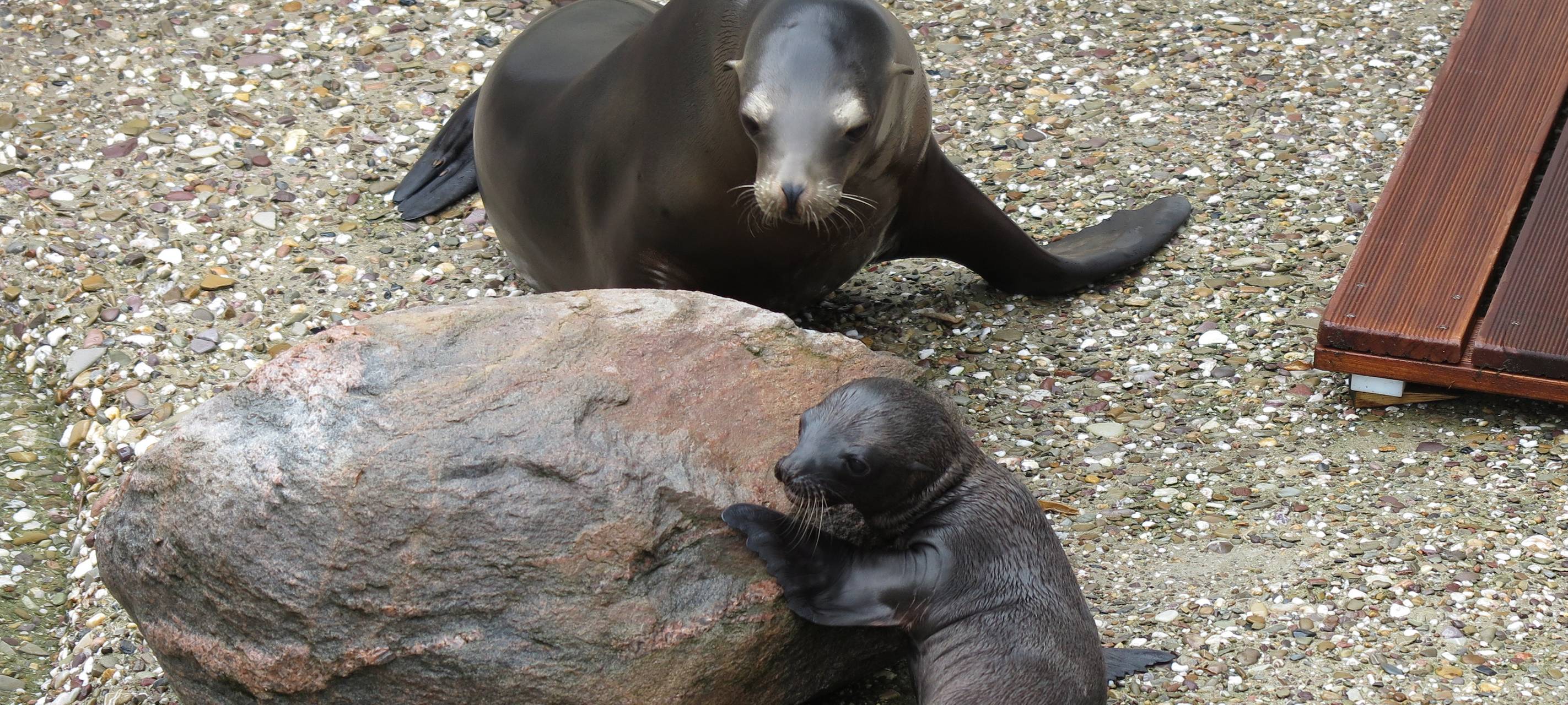 Seelöwen vermehren sich fleißig