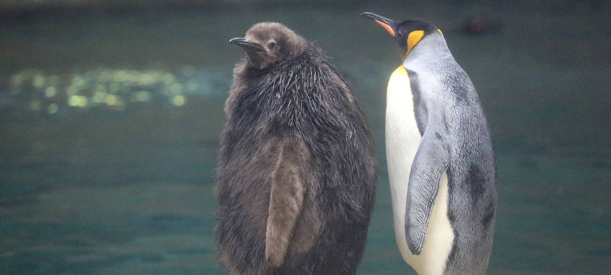 Zoo an Himmelfahrt so gut wie ausgebucht