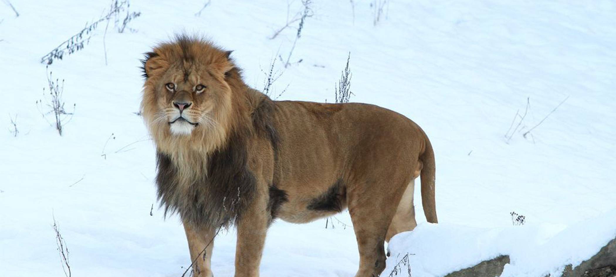 „Löwen, Ritter und Neanderthaler“