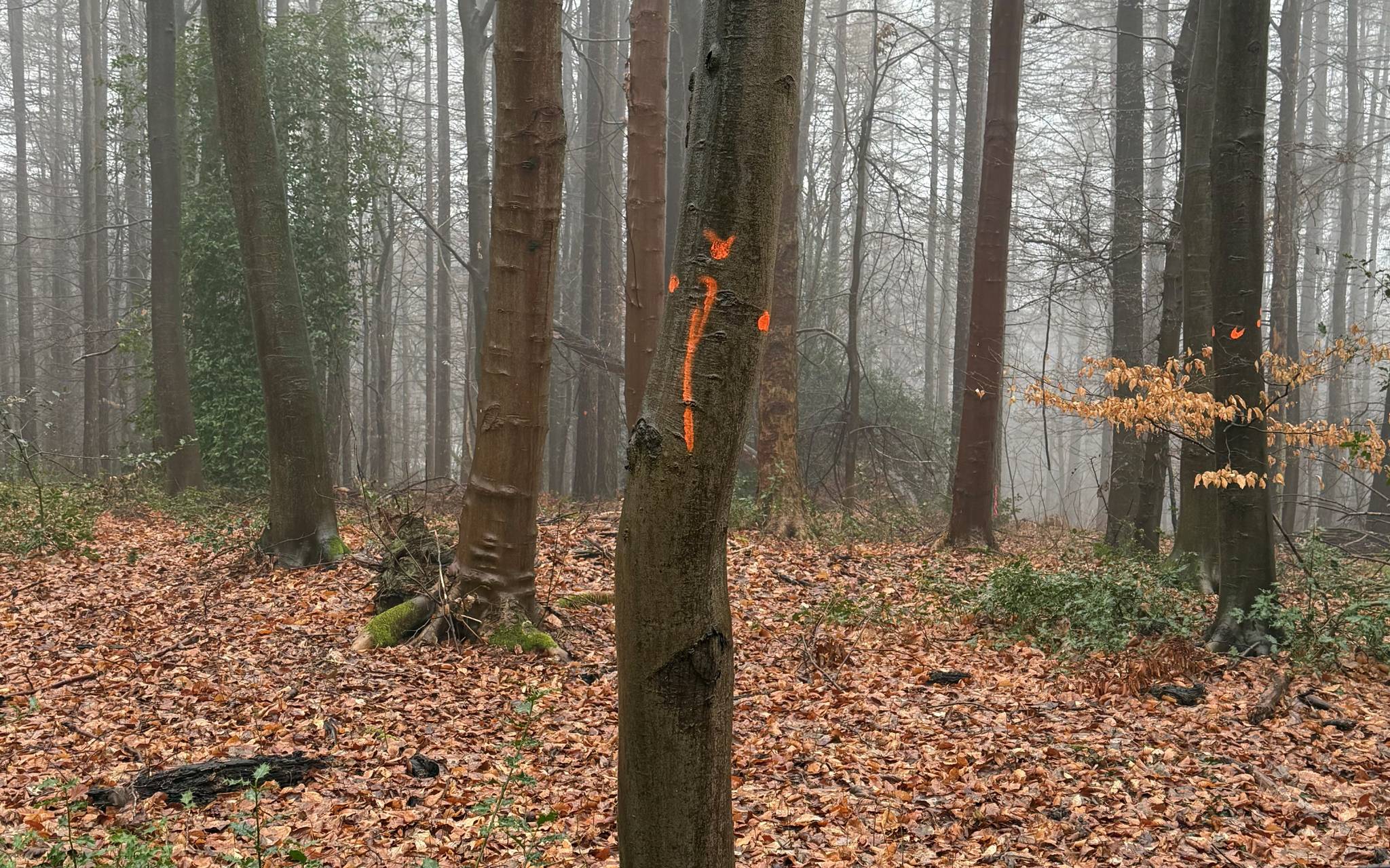 Protest gegen Baumfällungen