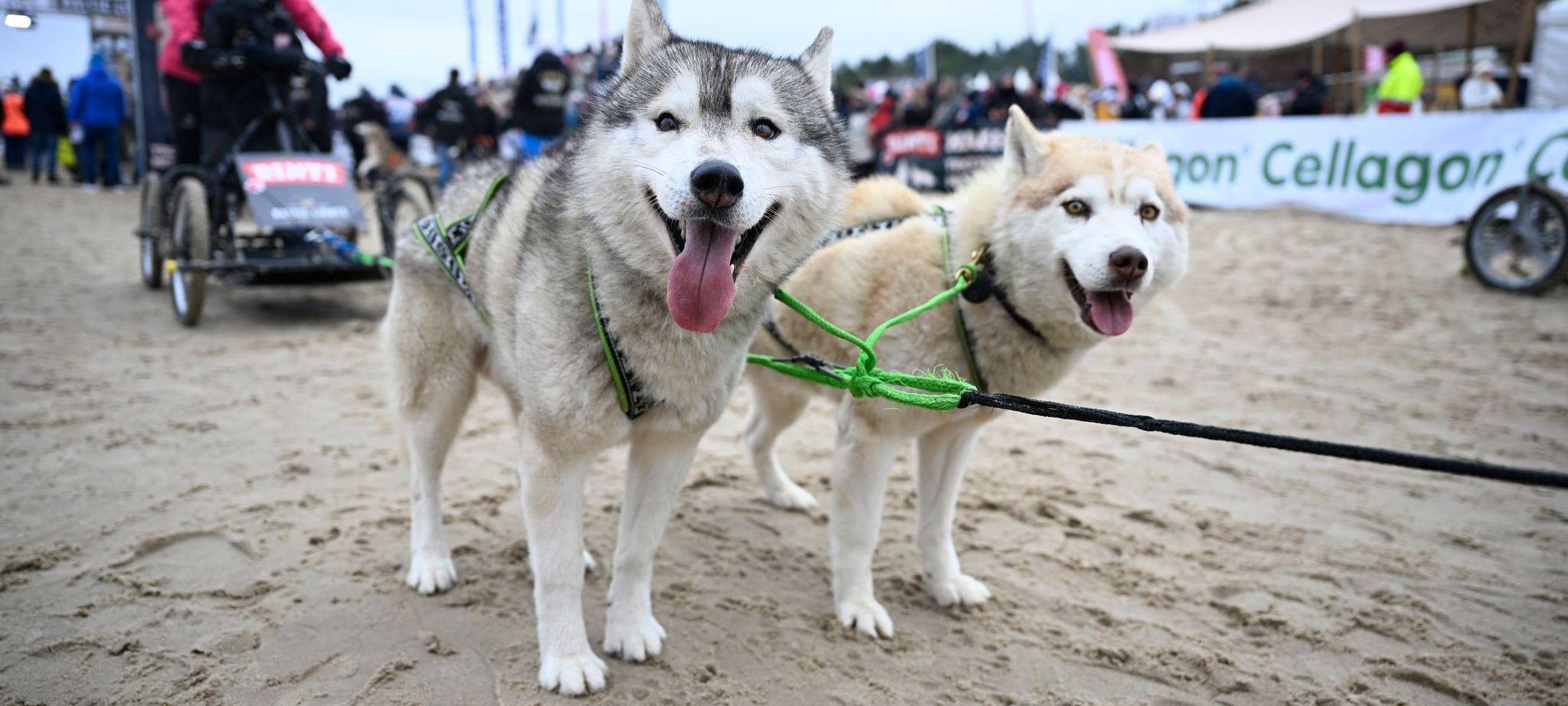 Schlittenhunderennen «Baltic Lights»